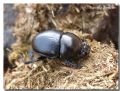 Sericotrupes niger